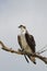 Osprey perching