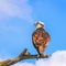 Osprey perching on a branch in Flamingo Campground.Everglades National Park.Florida.USA