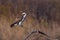 Osprey perching on a dead tree branch