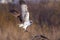 Osprey perching on a dead tree branch