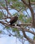 Osprey in pine tree guarding fresh fish