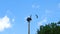 Osprey platform nest with approaching flying osprey mate