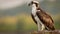 Osprey portrait