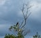 Osprey Posing in a Dead Tree