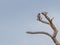 An Osprey Posing in a Dead Tree