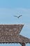 osprey preparing to land on a wood, shingled roof