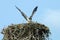 Osprey Protecting Nest