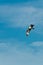 Osprey, raptor, flying over tropical beach