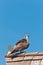 Osprey, raptor searching for prey, standing on a roof top at a tropical pier