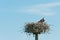 Osprey, raptor sitting on eggs in a tropical nest