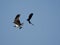 Osprey and a raven catching fish and soaring gracefully over one another in a vibrant sky