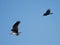 Osprey and a raven soaring gracefully over one another in a vibrant sky