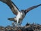 Osprey Ready to Defend the Nest