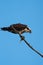 Osprey resting on tree branch