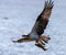 Osprey returns to the nest with a fish