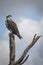 Osprey on roost at Lake Apopka wildlife drive, Florida