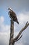 Osprey on roost at Lake Apopka wildlife drive, Florida