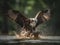 Osprey\\\'s Catch: A Dramatic Display of Skill and Power