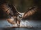 Osprey\\\'s Catch: A Dramatic Display of Skill and Power