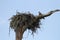 Osprey\'s in nest