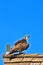 osprey sanding on a wood, shingled roof, on a shed, on a pier