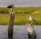 OSPREY AND THE SEAGULL