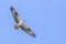 Osprey, Seahawk Hovering Up In The Sky