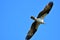 A Osprey searching the fish to eat.