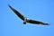 A Osprey searching the fish to eat.