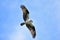 A Osprey searching the fish to eat from the sky.