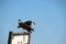 Osprey on a sign on the beach in Baja California Sur, Mexico