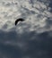 Osprey Silhouette, Indian Rocks Beach, Florida