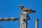 Osprey sits on eletrical pole with fish