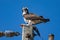 Osprey sits on eletrical pole with fish