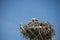An osprey sits on its nest perched above a high voltage pylon