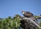 Osprey sits patiently on nest