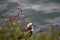 An Osprey sits on the side of a cliff waiting out the rain storm