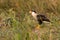 An Osprey sits in the tall grass of the Sand Dunes