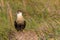 An Osprey sits in the tall grass of the Sand Dunes