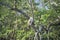An Osprey sits in a tree at Everglades National Park, 10,000 Islands, FL