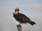 Osprey Sitting on Flagpole