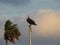 Osprey Sitting on Flagpole