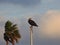 Osprey Sitting on Flagpole