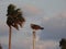 Osprey Sitting on Flagpole