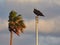 Osprey Sitting on Flagpole