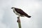 Osprey sitting on pole