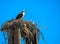 An osprey sitting on top of a forklift