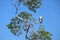 Osprey Sitting on a Tree Branch #3