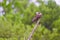 Osprey sitting on a tree branch at Flamingo Campground.Everglades National Park.Florida.USA
