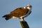 Osprey Sitting on Wooden Post